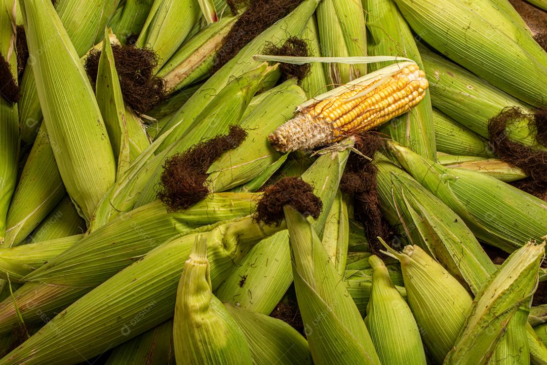 Espigas de milho fresco, closeup. Fundo de orelhas de milho doce.