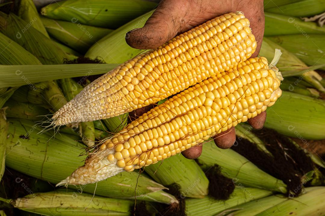 Espigas de milho fresco, closeup. Fundo de orelhas de milho doce.