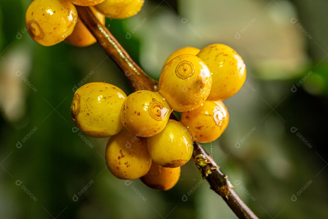 Amadurecimento de grãos de café, café fresco, ramo de bagas amarelas, agricultura