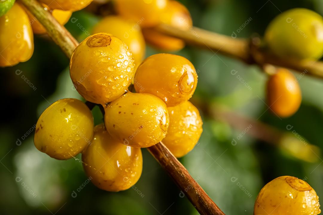 Amadurecimento de grãos de café, café fresco, ramo de bagas amarelas, agricultura