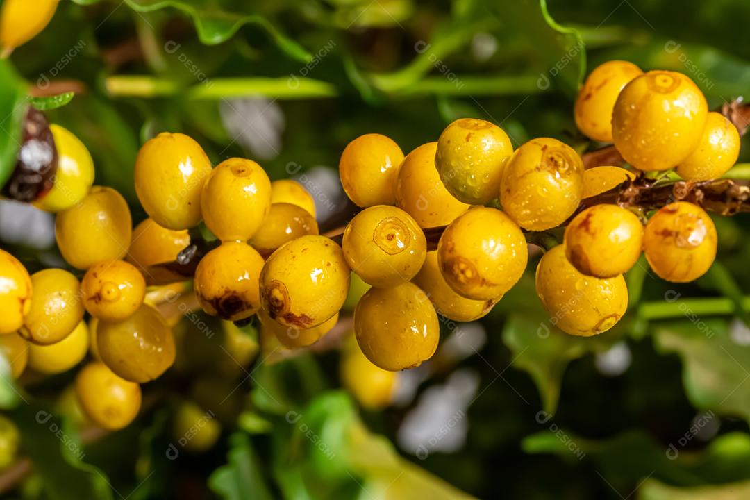 Amadurecimento de grãos de café, café fresco, ramo de bagas amarelas, agricultura