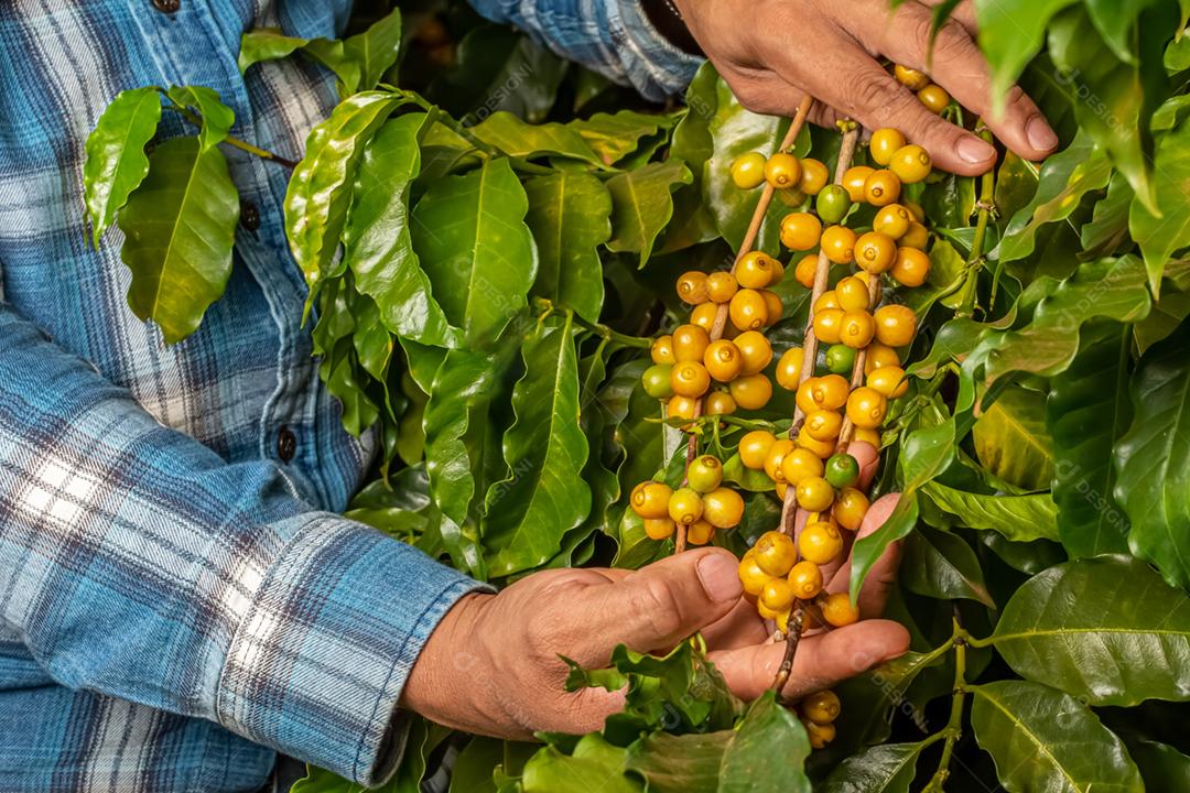 Amadurecimento de grãos de café, café fresco, ramo de bagas amarelas, agricultura