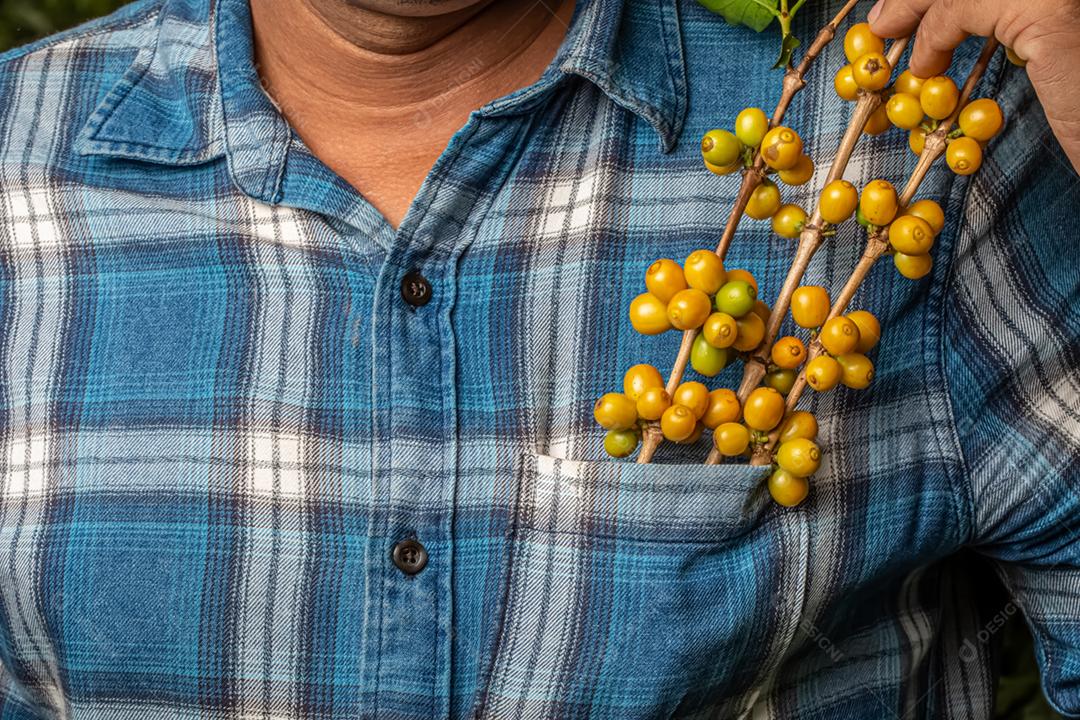 Bagas de café arábica bolso agricultor. Colheita de café e conceito de venda. Preço do saco de café