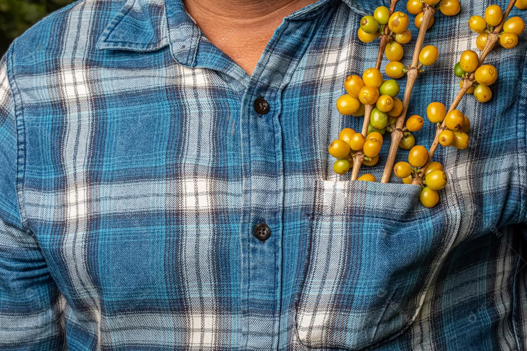 Bagas de café arábica bolso agricultor. Colheita de café e conceito de venda. Preço do saco de café