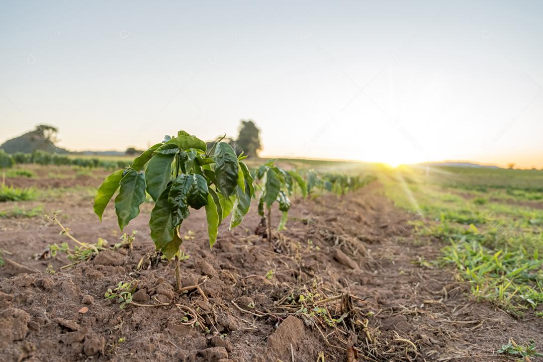Plantas de café árvore crescendo mudas no solo. Fazenda de café. Brasil.