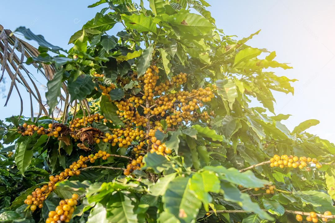 Bagas frescas de café arábica na árvore da fazenda de café, Sul de Minas, Brasil, a utopia
