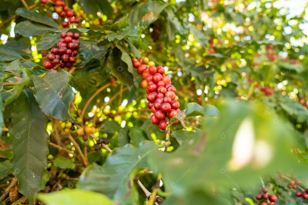 Bagas frescas de café arábica na árvore da fazenda de café, Sul de Minas, Brasil, a utopia