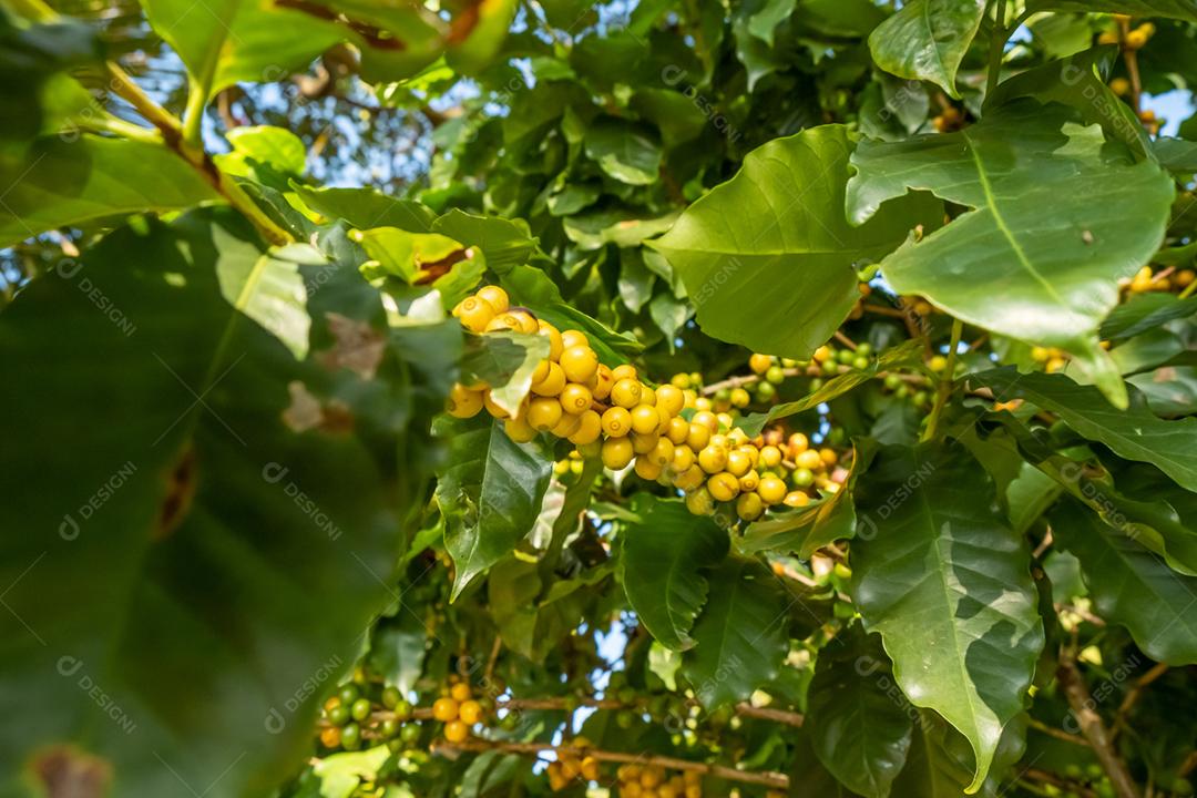 café Bagas frescas de café arábica na árvore da fazenda de café a utopia
