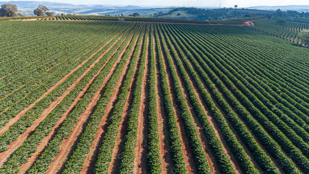 Vista aérea de uma grande fazenda brasileira com plantação de café.
