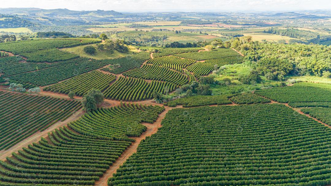 Vista aérea de uma grande fazenda brasileira com plantação de café.