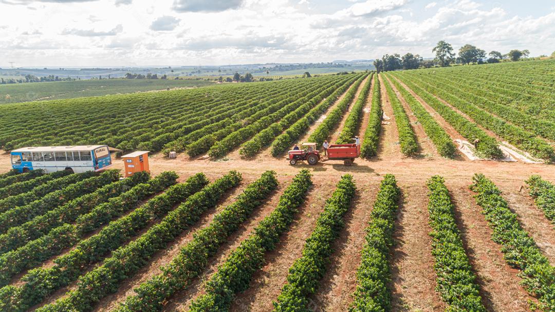 Vista aérea de uma grande fazenda brasileira com plantação de café. Plantação de café no Brasil.