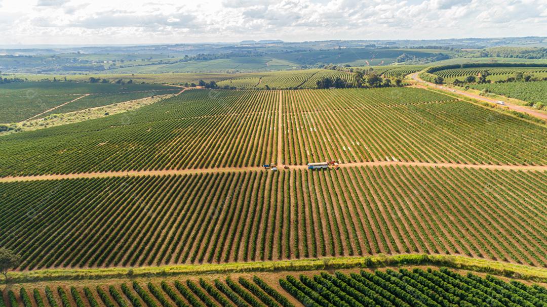 Vista aérea de uma grande fazenda brasileira com plantação de café. Plantação de café no Brasil.