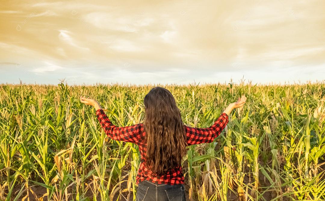 Uma jovem agricultora está visitando seu campo de milho. Conceito de agricultura orgânica. Agradecendo.