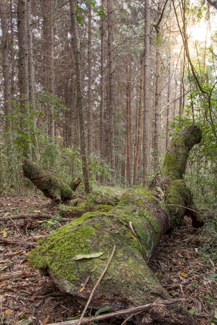 Árvore caída na trilha de uma floresta tropical no Brasil.
