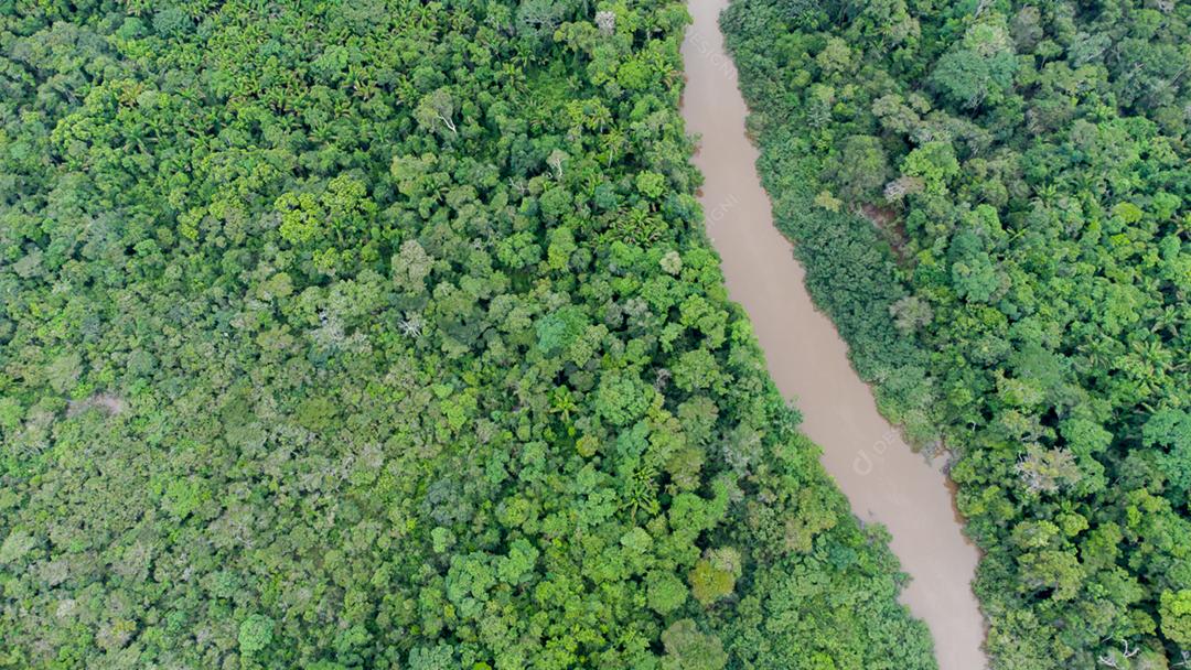 Vista aérea da floresta amazônica no Brasil, América do Sul. Floresta verde. Vista aérea.