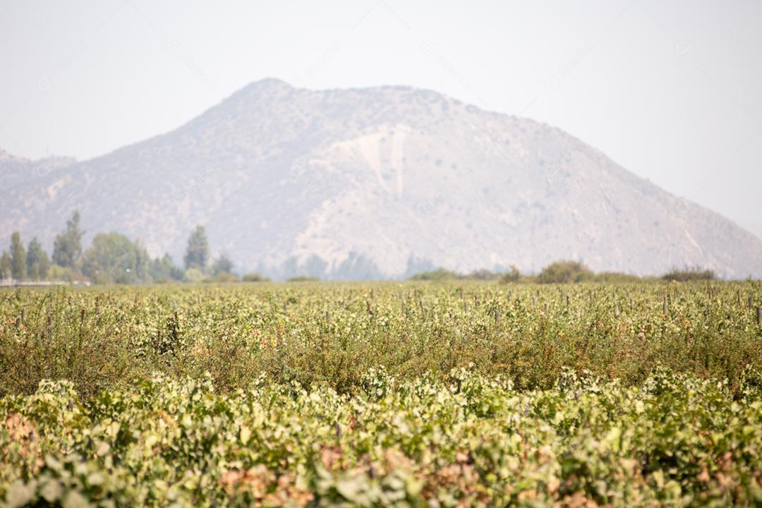 Campos de vinhas de uva com denominação de origem. Plantação de uvas linhas de vinhos