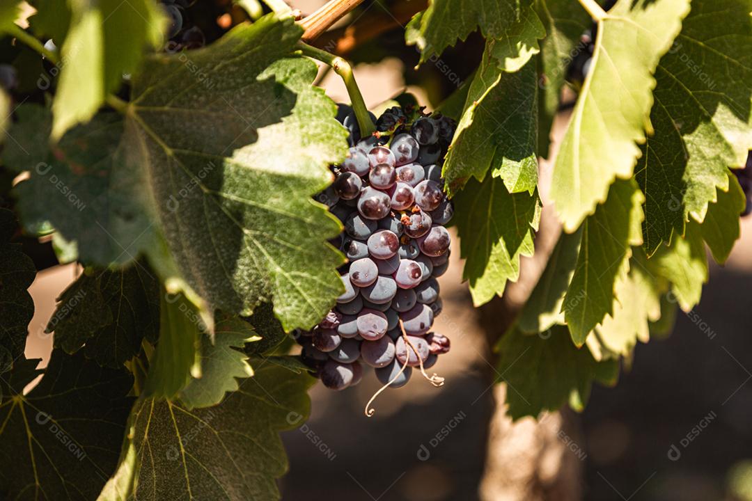 Uvas maduras penduradas em vinhedos de videiras. Na vinha.