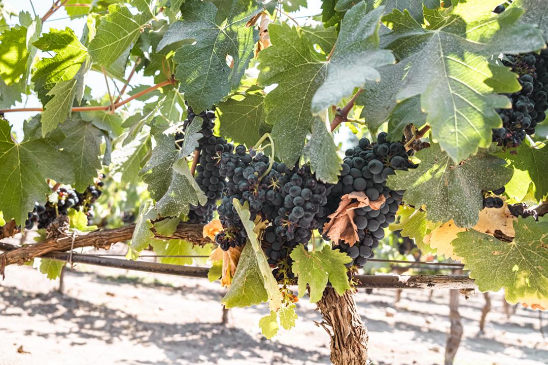 Uvas maduras penduradas em vinhedos de videiras. Na vinha.