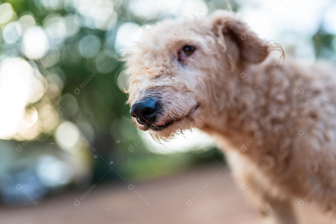 Cachorro sujo em uma fazenda em um dia ensolarado. Caniche branco.