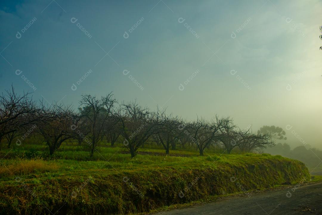 Arvore seca floresta dia ensolarado neblina