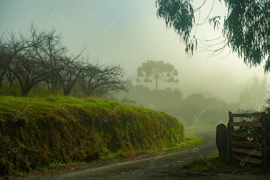 Arvore seca floresta dia ensolarado neblina