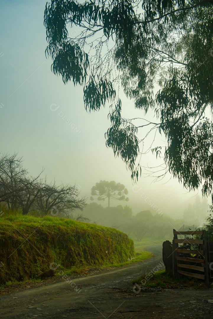 Arvore seca floresta dia ensolarado neblina
