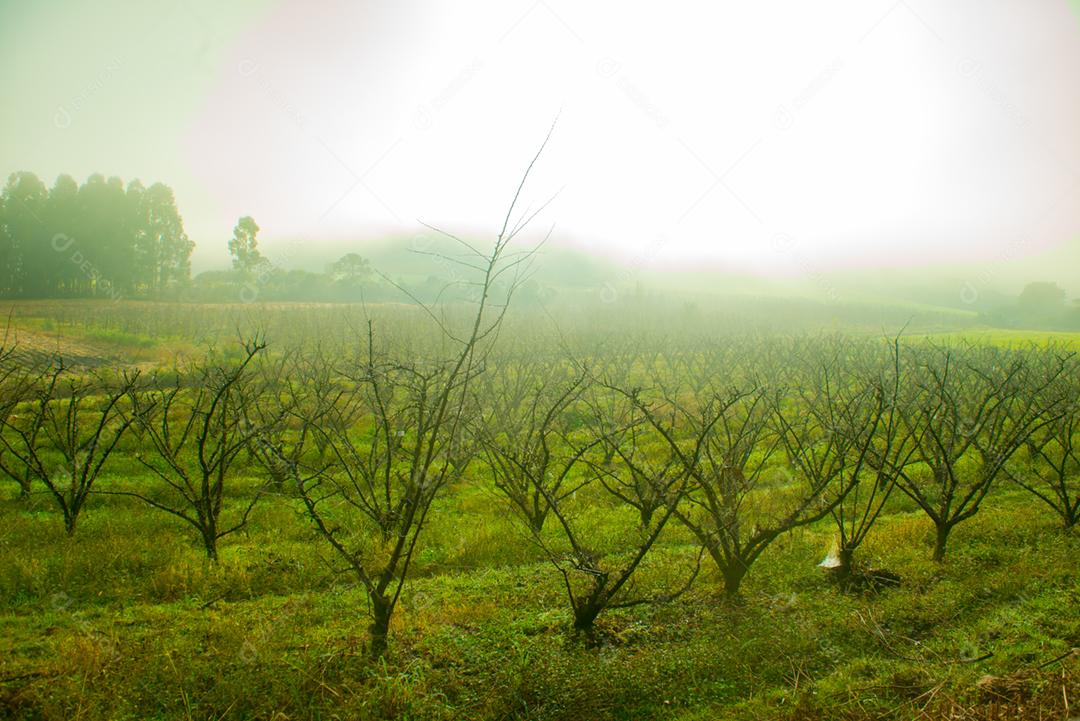 Arvore seca floresta dia ensolarado neblina
