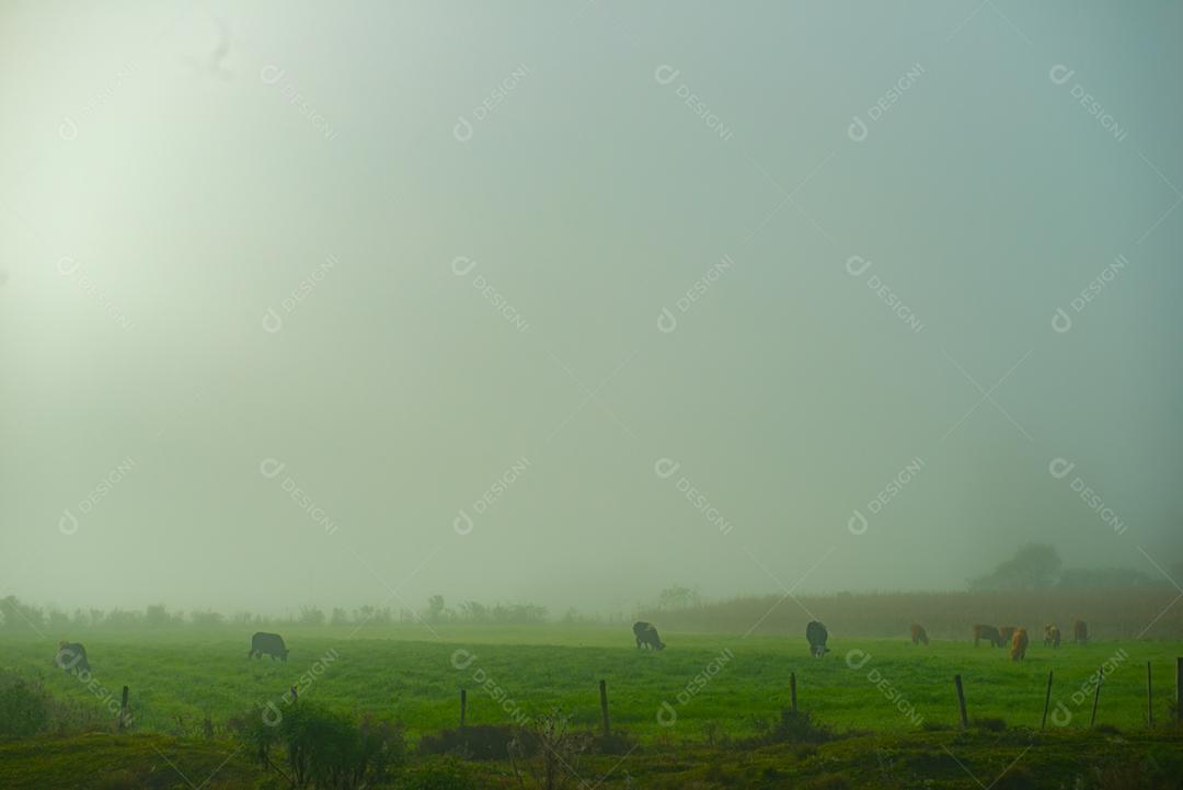 Fazenda pasto arvores bovino