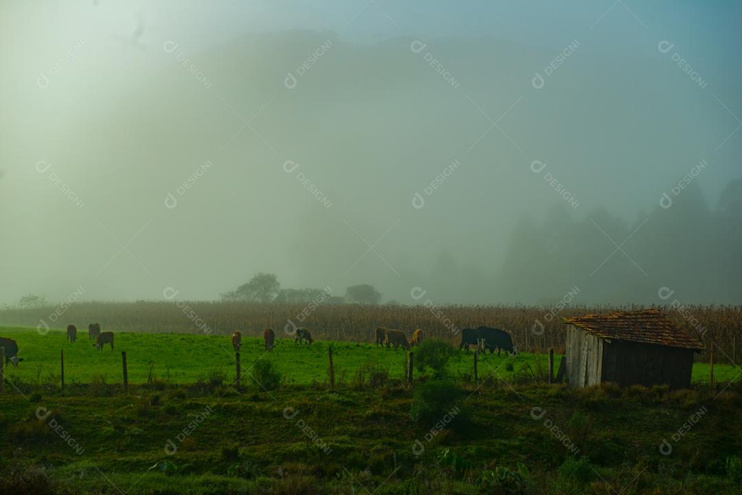 Fazenda pasto arvores bovino