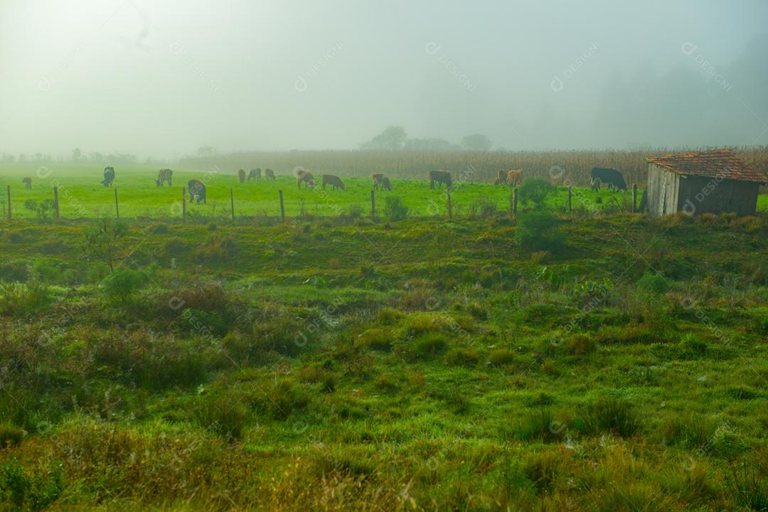 Fazenda pasto arvores bovino