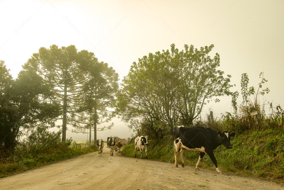 Bovino vaca no meio da estrada criaçao fazenda