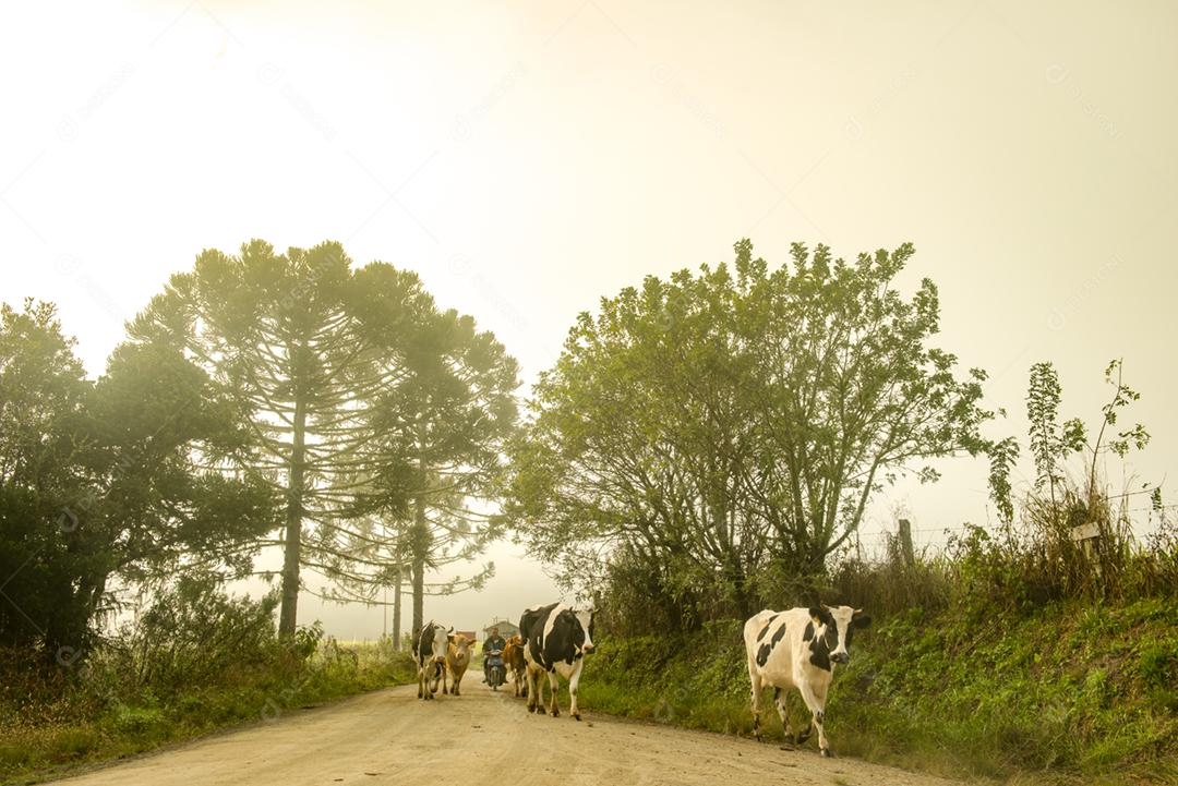 Bovino vaca no meio da estrada criaçao fazenda