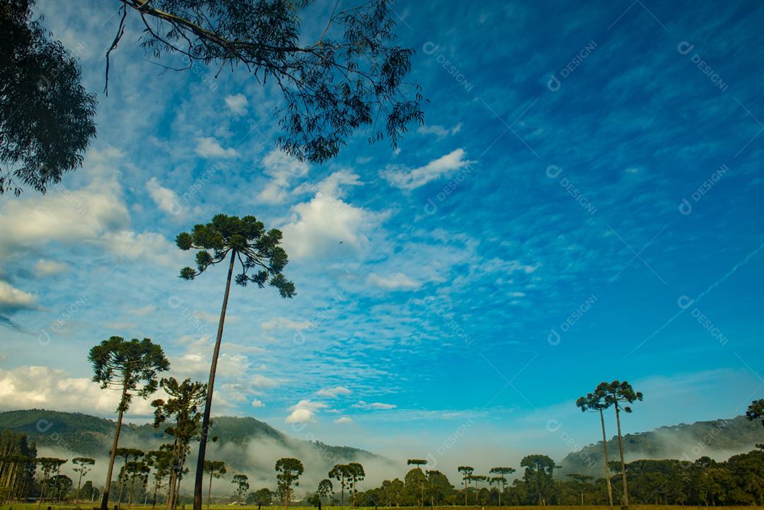 Paisagem arvore floresta campo céu nublado