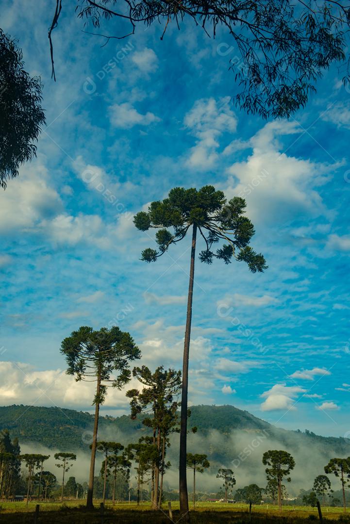 Paisagem arvore floresta campo céu nublado