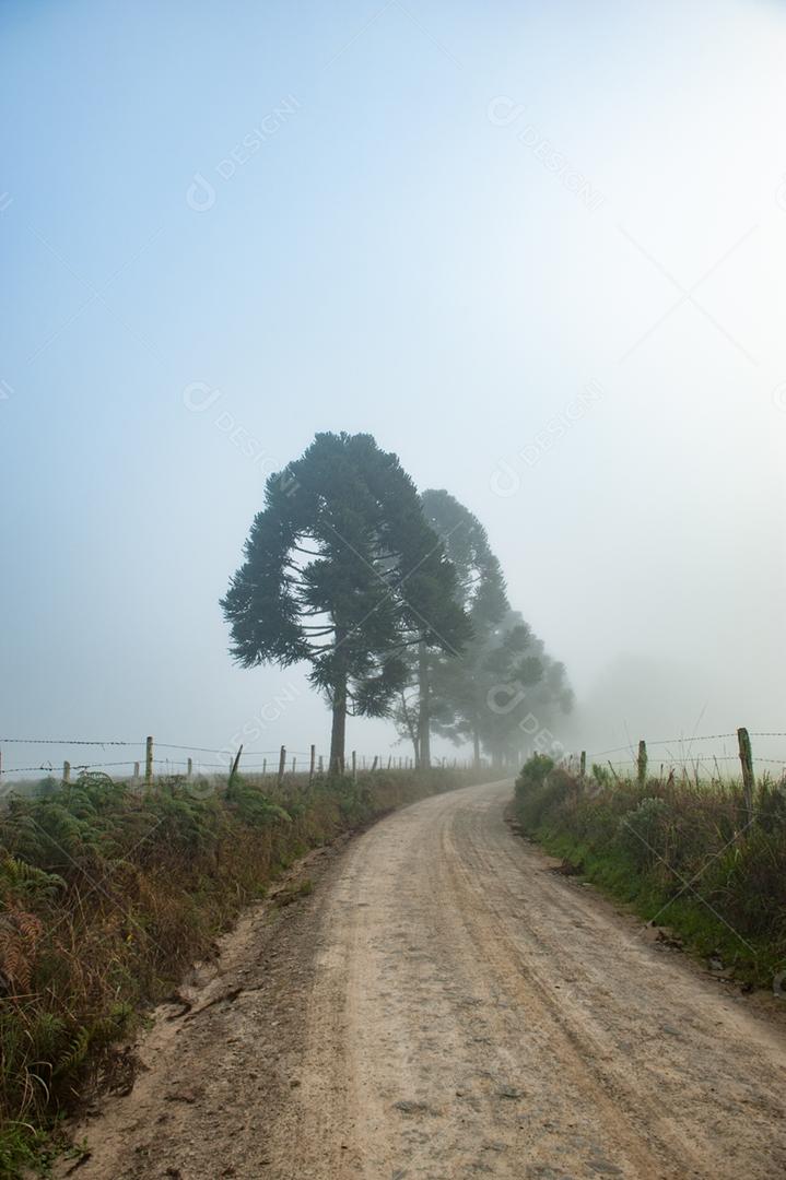 Paisagem estrada neblina fazenda dia ensolarado