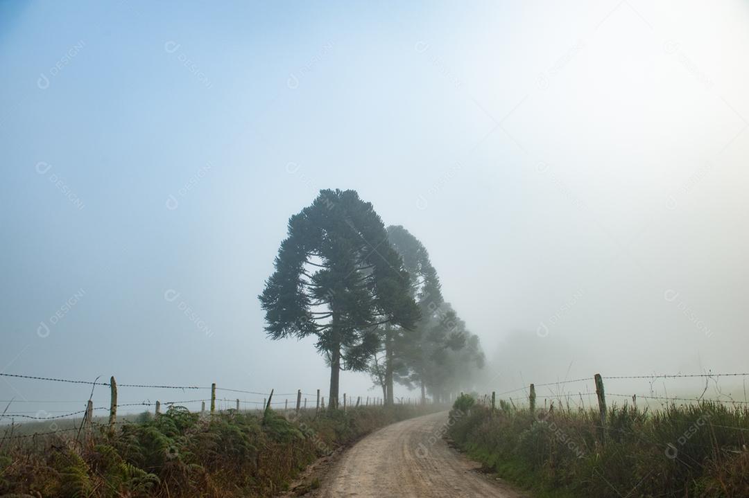 Paisagem estrada neblina fazenda dia ensolarado