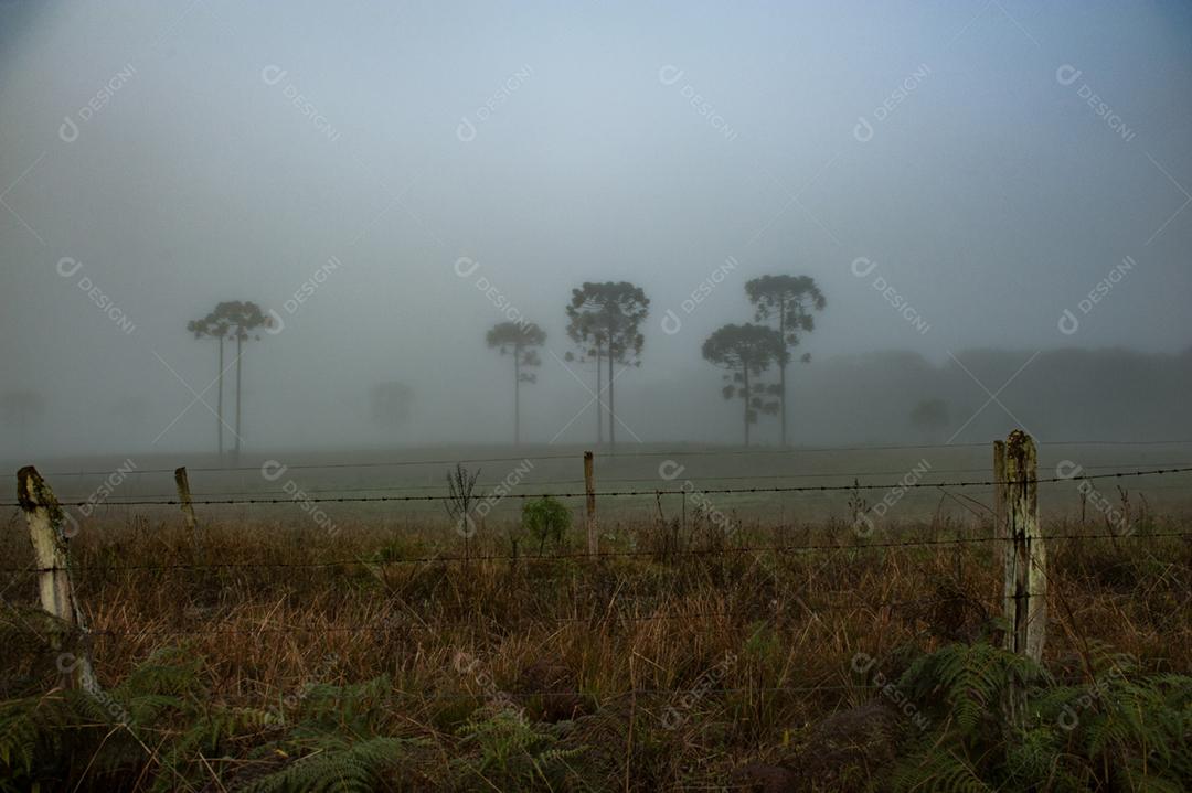 Paisagem estrada neblina fazenda dia ensolarado