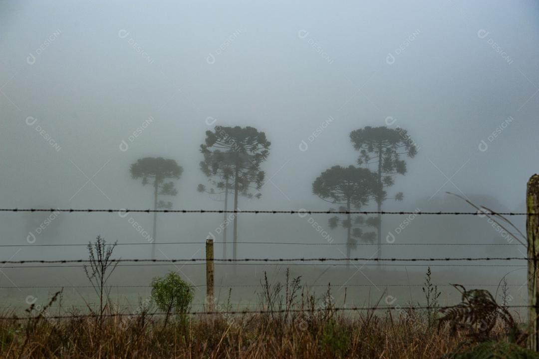 Paisagem estrada neblina fazenda dia ensolarado