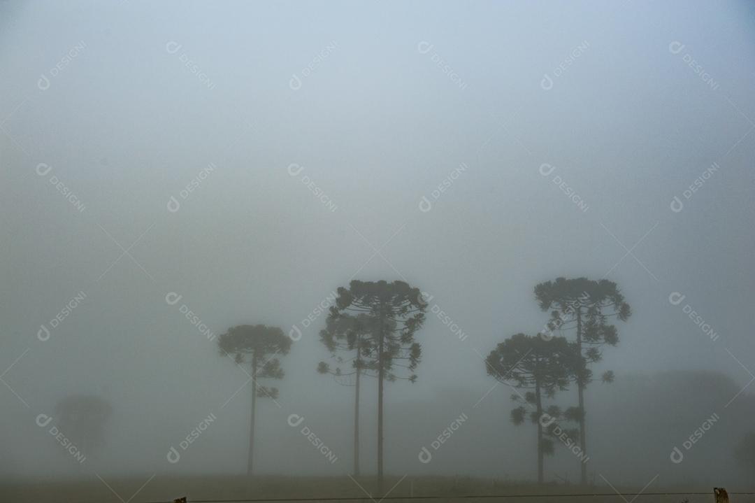 Paisagem estrada neblina fazenda dia ensolarado