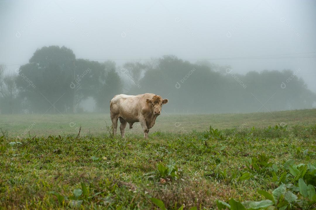 Vaca bovino fazenda criaçao sobre fazenda neblina