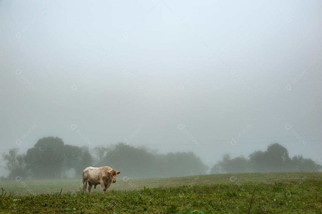 Vaca bovino fazenda criaçao sobre fazenda neblina