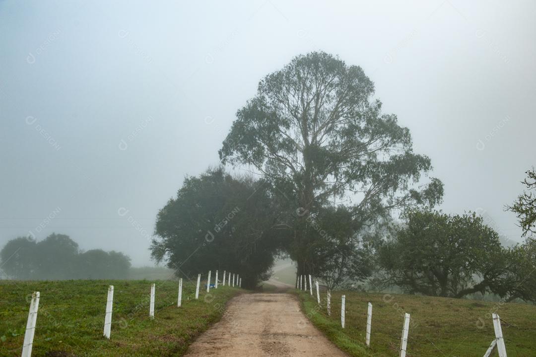Paisagem estrada neblina fazenda dia ensolarado
