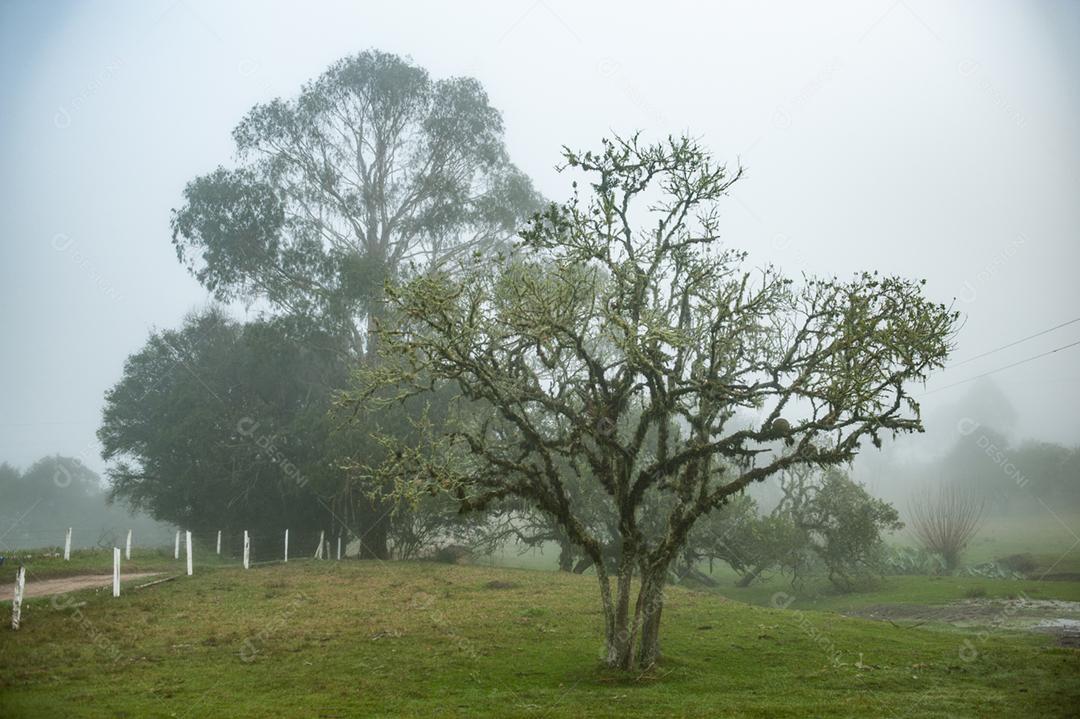 Paisagem estrada neblina fazenda dia ensolarado