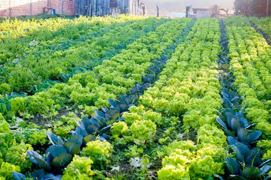 Plantação alface lisa vegetal folha verde