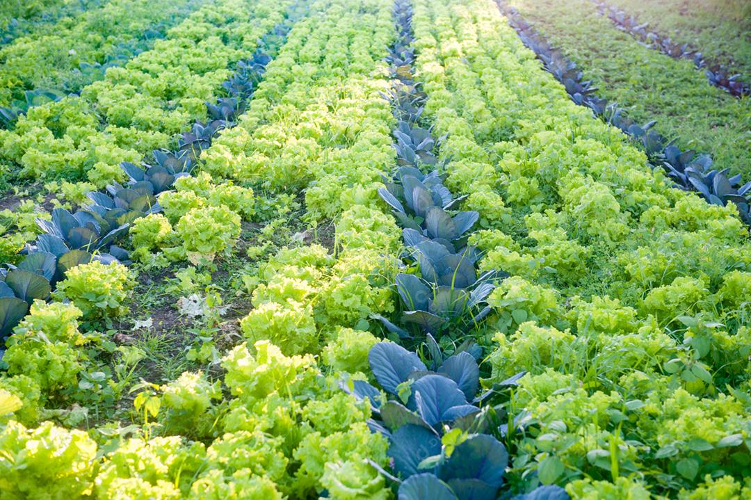 Plantação alface lisa vegetal folha verde