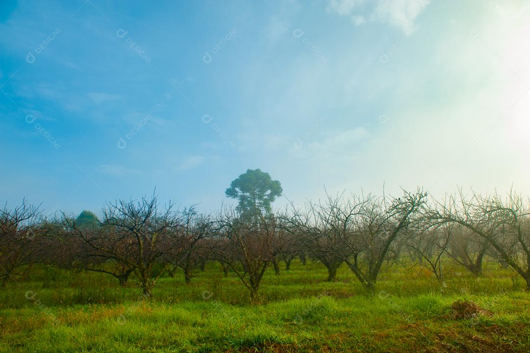 Paisagem estrada neblina fazenda dia ensolarado