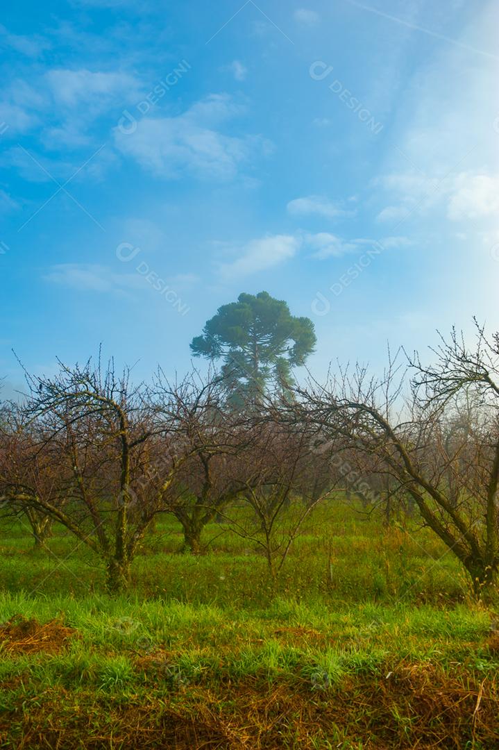 Paisagem estrada neblina fazenda dia ensolarado