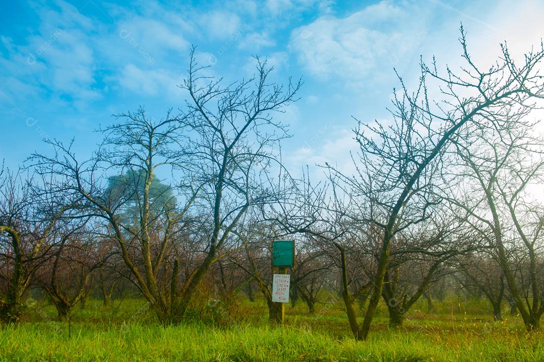 Arvore seca floresta dia ensolarado neblina