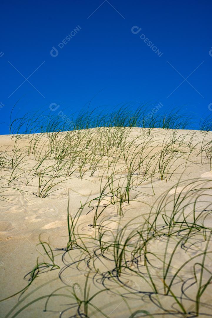 Paisagem matos areia sobre céu azul