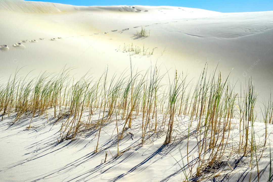 Paisagem matos areia sobre céu azul